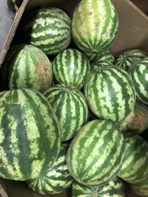 FriendsOfTheFarm_C2ToTableWatermelon2